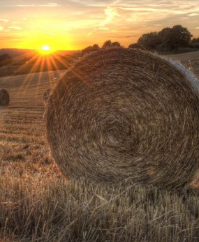 Tecnicatura Superior en Producción Agrícola Ganadera