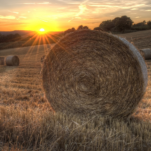 Tecnicatura Superior en Producción Agrícola Ganadera